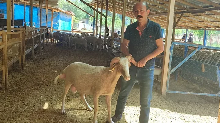 Doğal besili kurbanlıklar satışa sunuldu