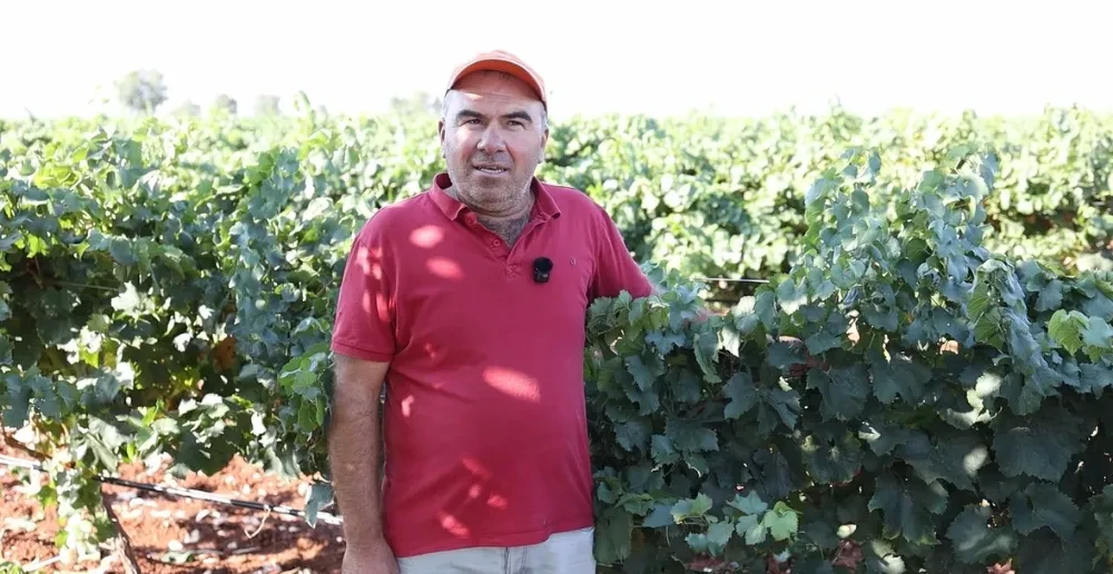 Güney İlçesinde üzüm hasadı başladı