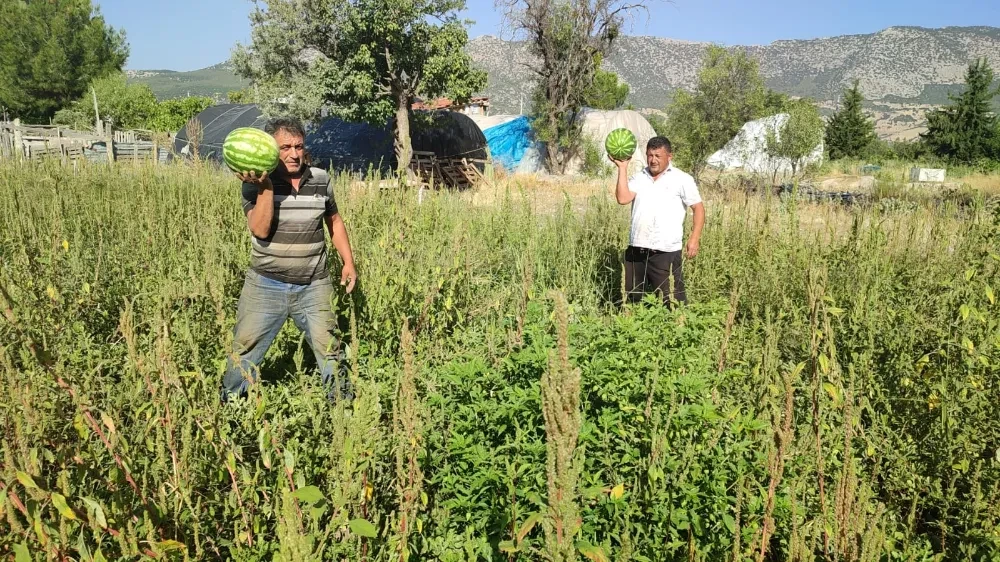 Kendi toplayana karpuz bedava