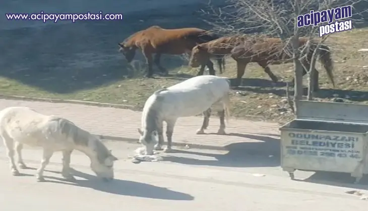 Başıboş atlar çevre rahatsızlığına neden
                    oluyor