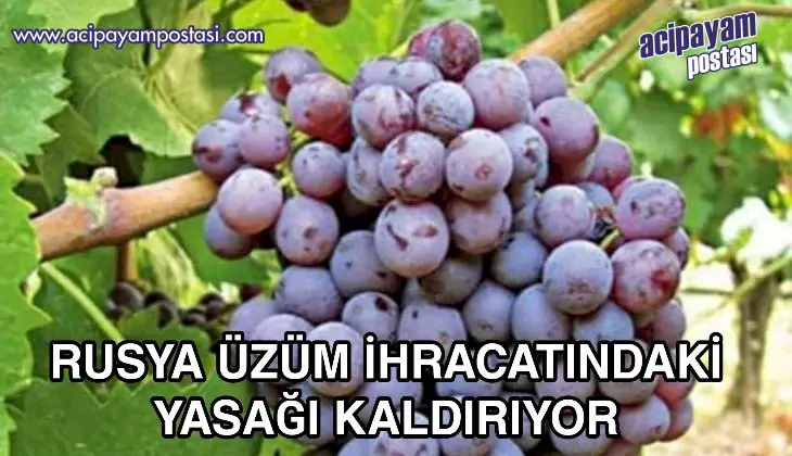 ÜZÜM İHRACATINDA
                    YASAK KALKIYOR